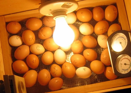 Конструкция лотка для яиц в инкубаторе 