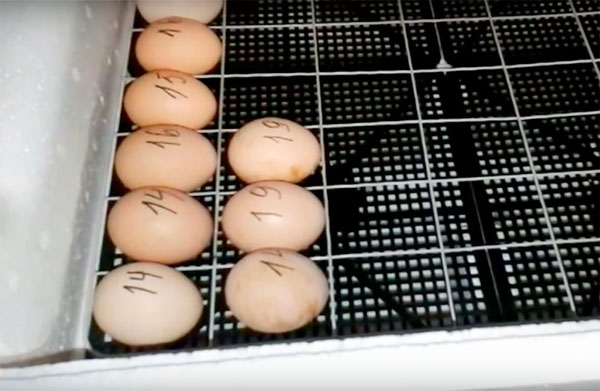 загрузка яиц в инкубатор несушка